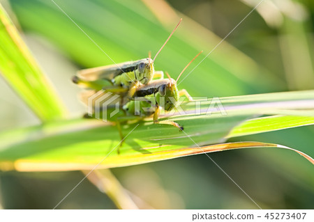 Locust locust 45273407