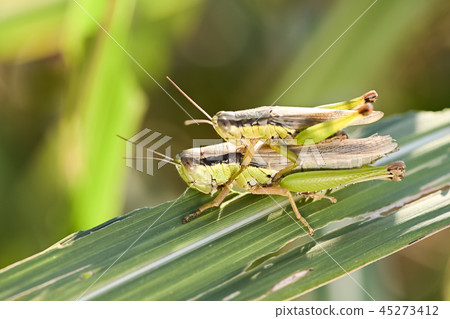 蝗蟲蝗蟲 蝗蟲蝗蟲 45273412