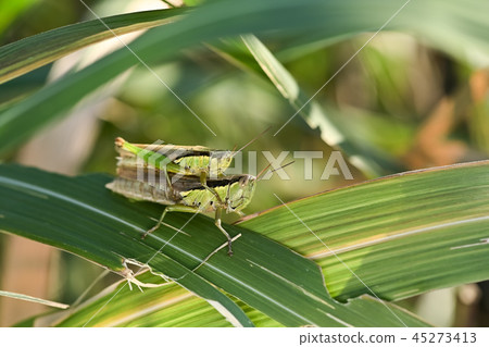 蝗蟲蝗蟲 45273413