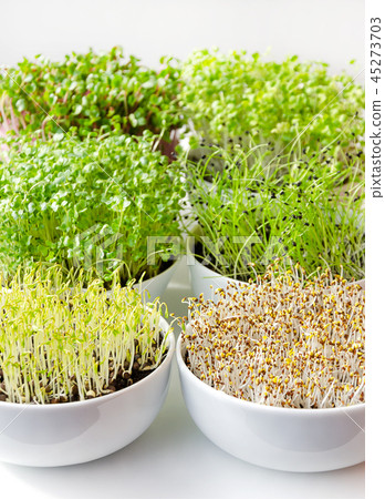 Microgreens in white bowls, vertical, closeup Microgreens in white bowls, vertical, closeup 45273703