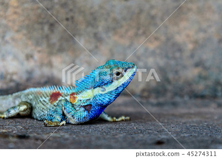 Blue Chameleon 45274311