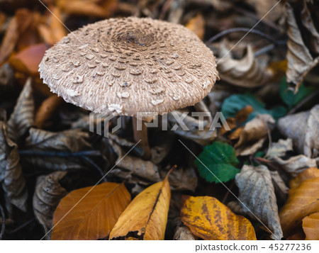 The Parasol Mushroom (Macrolepiota procera) The Parasol Mushroom (Macrolepiota procera) 45277236