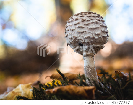 The Parasol Mushroom in autumn leaves The Parasol Mushroom in autumn leaves 45277237