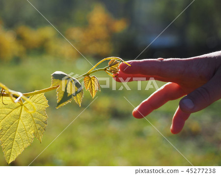 Childs hand touch vine like in The Sistine Chapel Childs hand touch vine like in The Sistine Chapel 45277238