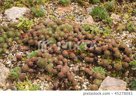 Semper Vivum Arakinoidem Semper Vivum Arakinoidem 45278081