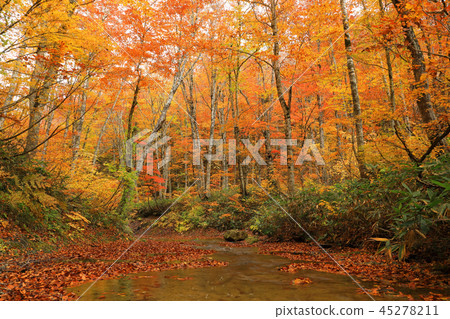Autumn leaves of the monolith and the beech forest-grace forest Otakizawa Shimi-machi, Fukushima Prefecture 45278211