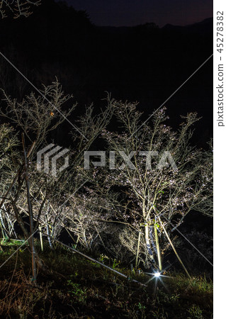 Sakurayama公園風景在秋天 45278382