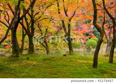 京都植物園的秋葉 45278487