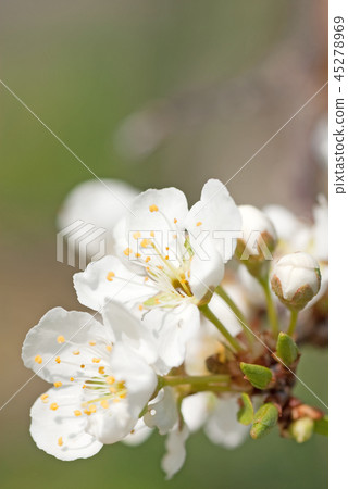 Li flower Smomo (scientific name Prunus salicina) 45278969