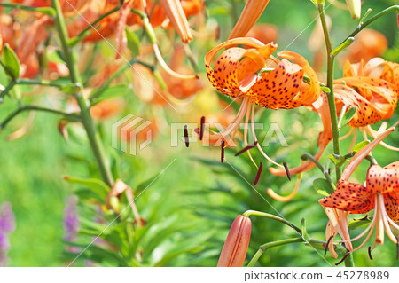 Orange lily flower 45278989