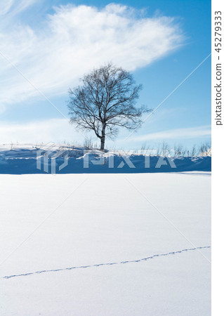 雪地野生動物腳印和冬季格羅夫三笠 45279333