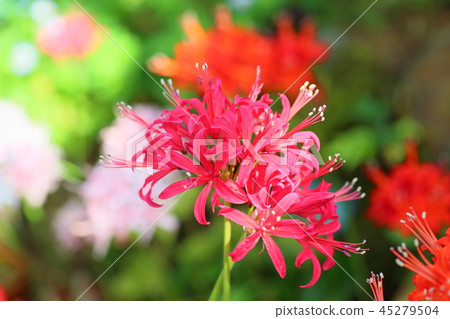 Nerine flowers 45279504