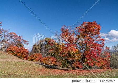 Autumn Takamine plateau seven colors large maple Autumn Takamine plateau seven colors large maple 45279607