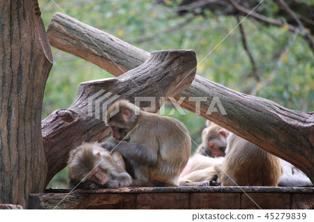 Inokashira Natural Cultural Park of Tokyo Inokashira Natural Cultural Park of Tokyo 45279839