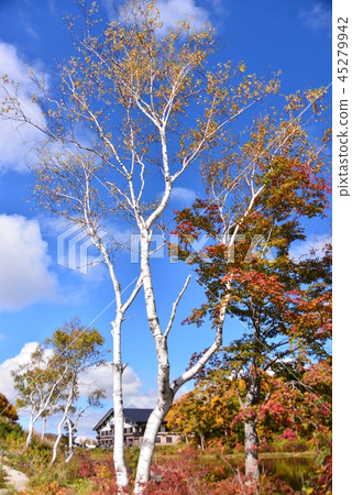 Autumn leaves with a blue sky Autumn leaves with a blue sky 45279942