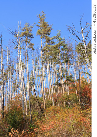 Pine Nematode Disease Damaged Forest 45280118