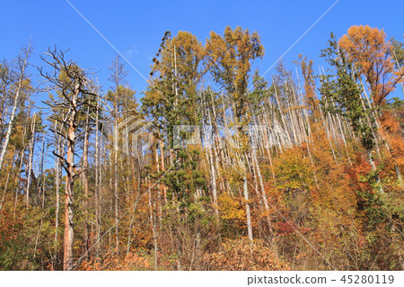 Pine Nematode Disease Damaged Forest 45280119