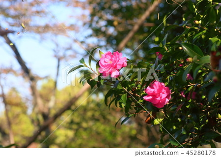 Sasanqua flowers 45280178