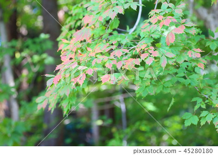 宏碁Cissifolium秋葉 宏碁Cissifolium秋葉 45280180