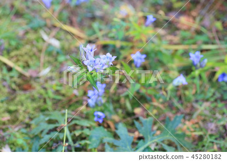 龍膽花 45280182
