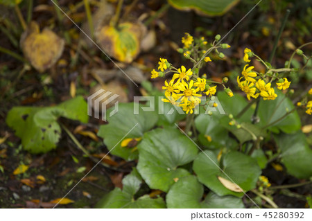 Tsuwabuki flower 45280392
