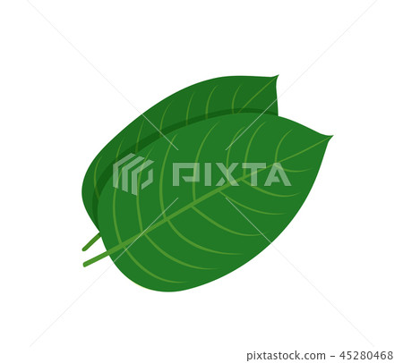 Mitragyna speciosa, kratom leaf 45280468