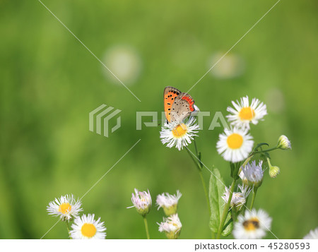 Bernicimi that stops at Haruzion 45280593