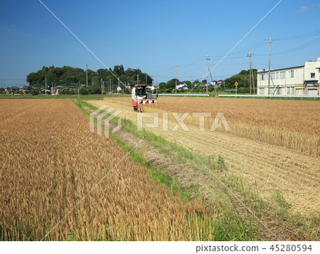 Wheat field at harvest 45280594