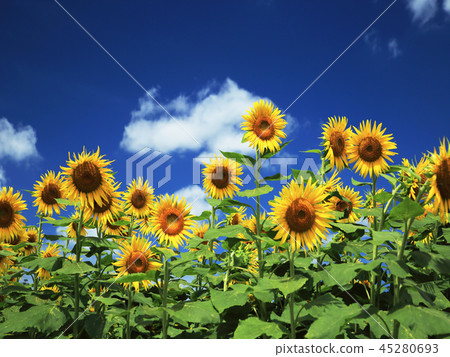 Sunflower and blue sky 45280693