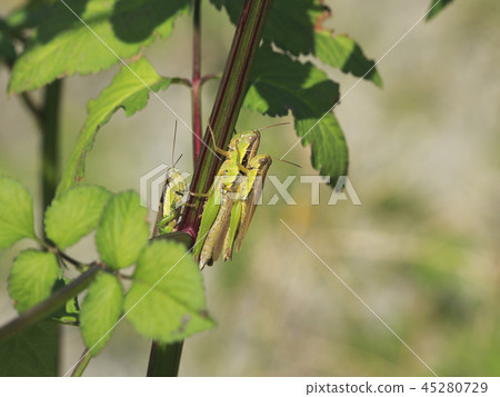 Mating of locusts Mating of locusts 45280729