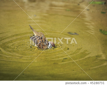 Sparrow bathing Sparrow bathing 45280731