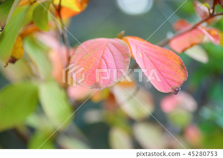 Summer camellia autumn leaves 45280753