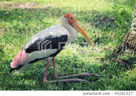 Painted Stork of tropical bird. Painted Stork of tropical bird. 45281317
