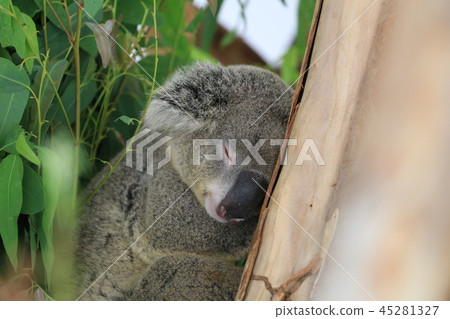 Koala bear Sleeping on the tree. 45281327
