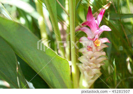 Krachai flower or Curcuma sparganifolia Gagnep bloom in the Rainforest. Krachai flower or Curcuma sparganifolia Gagnep bloom in the Rainforest. 45281507