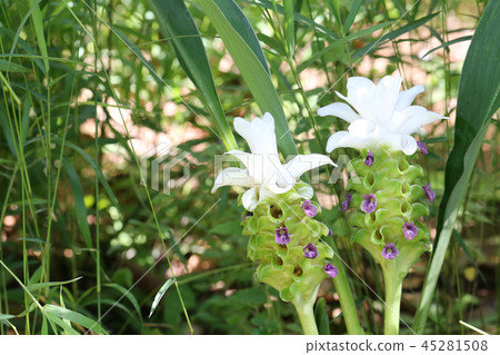 Krachai flower or Curcuma sparganifolia Gagnep bloom in the Rainforest. Krachai flower or Curcuma sparganifolia Gagnep bloom in the Rainforest. 45281508