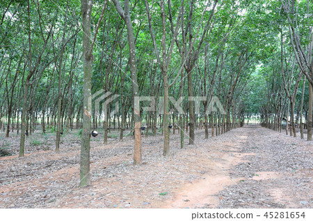 rubber tree of plantation. 45281654