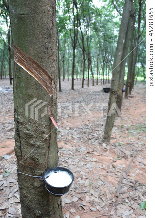 Latex in the black cup of rubber tree plantation. Latex in the black cup of rubber tree plantation. 45281655