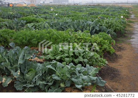 11月雨天的出租農場的樣子 11月雨天的出租農場的樣子 45281772