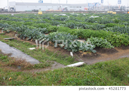 11月雨天的出租農場的樣子 45281773