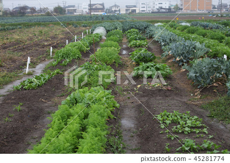 State of rental farm of November Rainy day 45281774