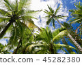 Tropical palm tree 45282380