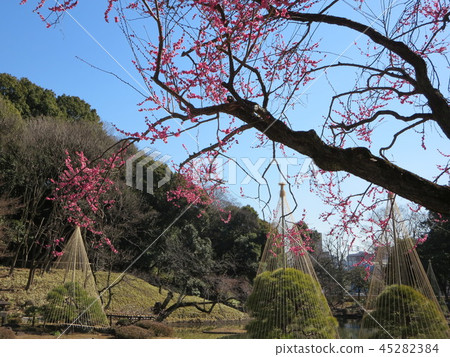 早春的細川花園 45282384