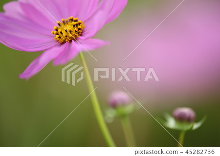 Up of pink cosmos Up of pink cosmos 45282736