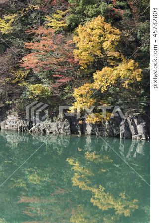 Autumn leaves of Jinshan lake 45282803