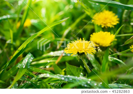 Dandelions close up after rain 45282863