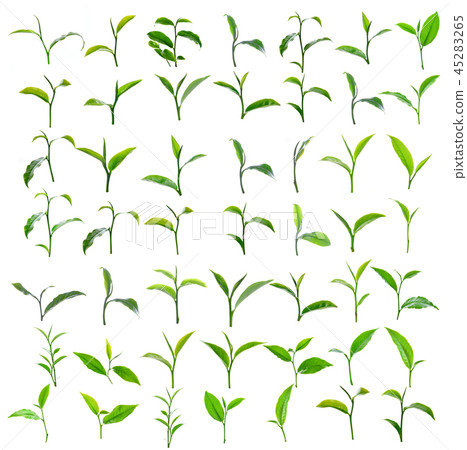 Green tea leaf isolated on white background. 45283265