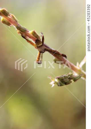 東方Argiope（男）01 45283392