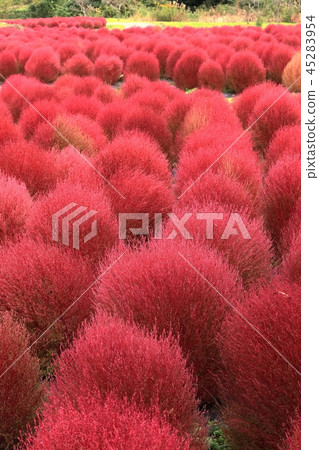 Colony of Kokia 45283954