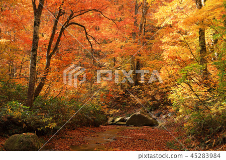 Autumn leaves of the monolith and the beech forest-grace forest Otakizawa Shimi-machi, Fukushima Prefecture 45283984